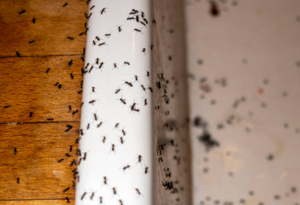 Professional Pest Control in Harlem, GA